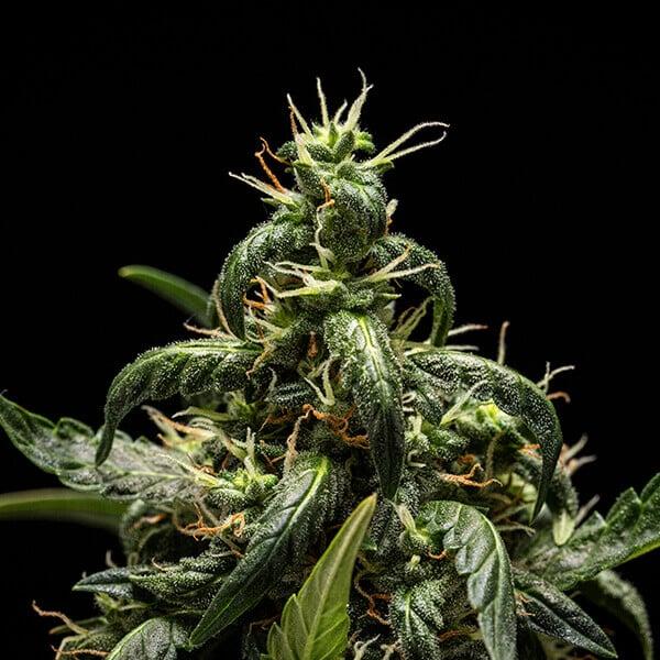 Samen 3x NYC Sour D Automatik Royalqueenseeds